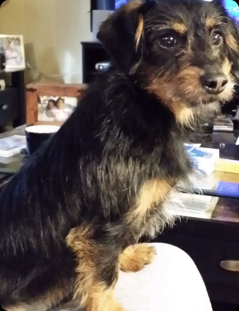 doggieposties OnlyFans profile picture