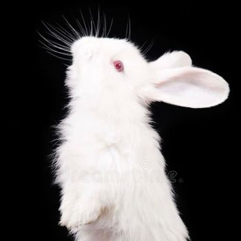 bunnicula