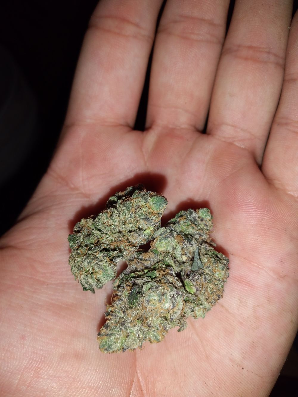 robert_highlife OnlyFans profile picture