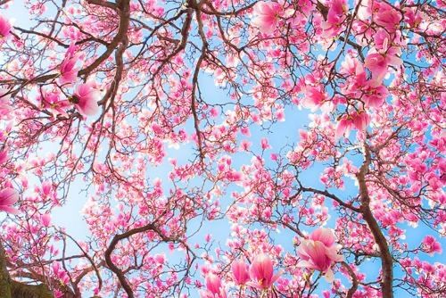 trulivingblossom OnlyFans profile picture