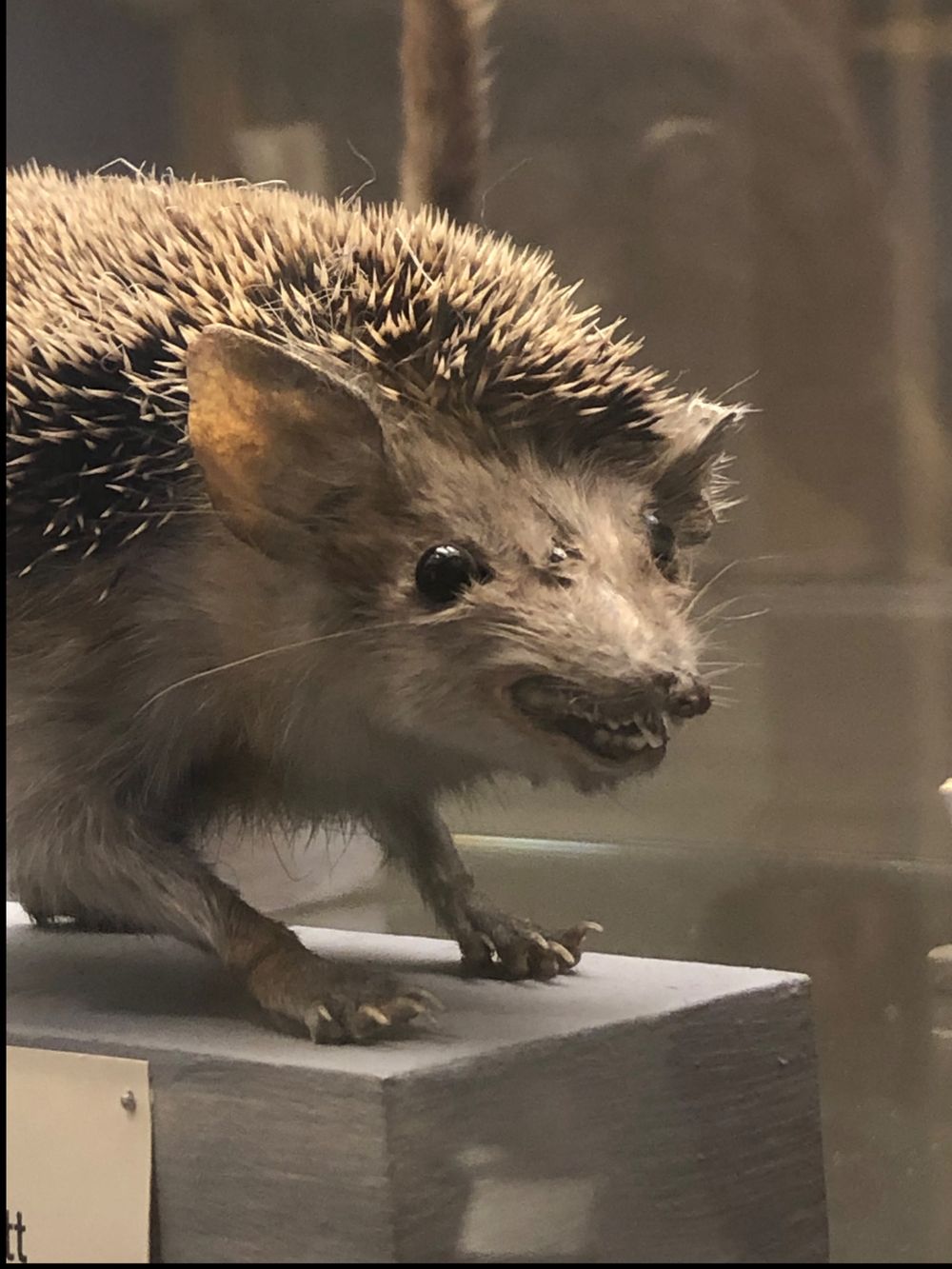 aggansaggan OnlyFans profile picture