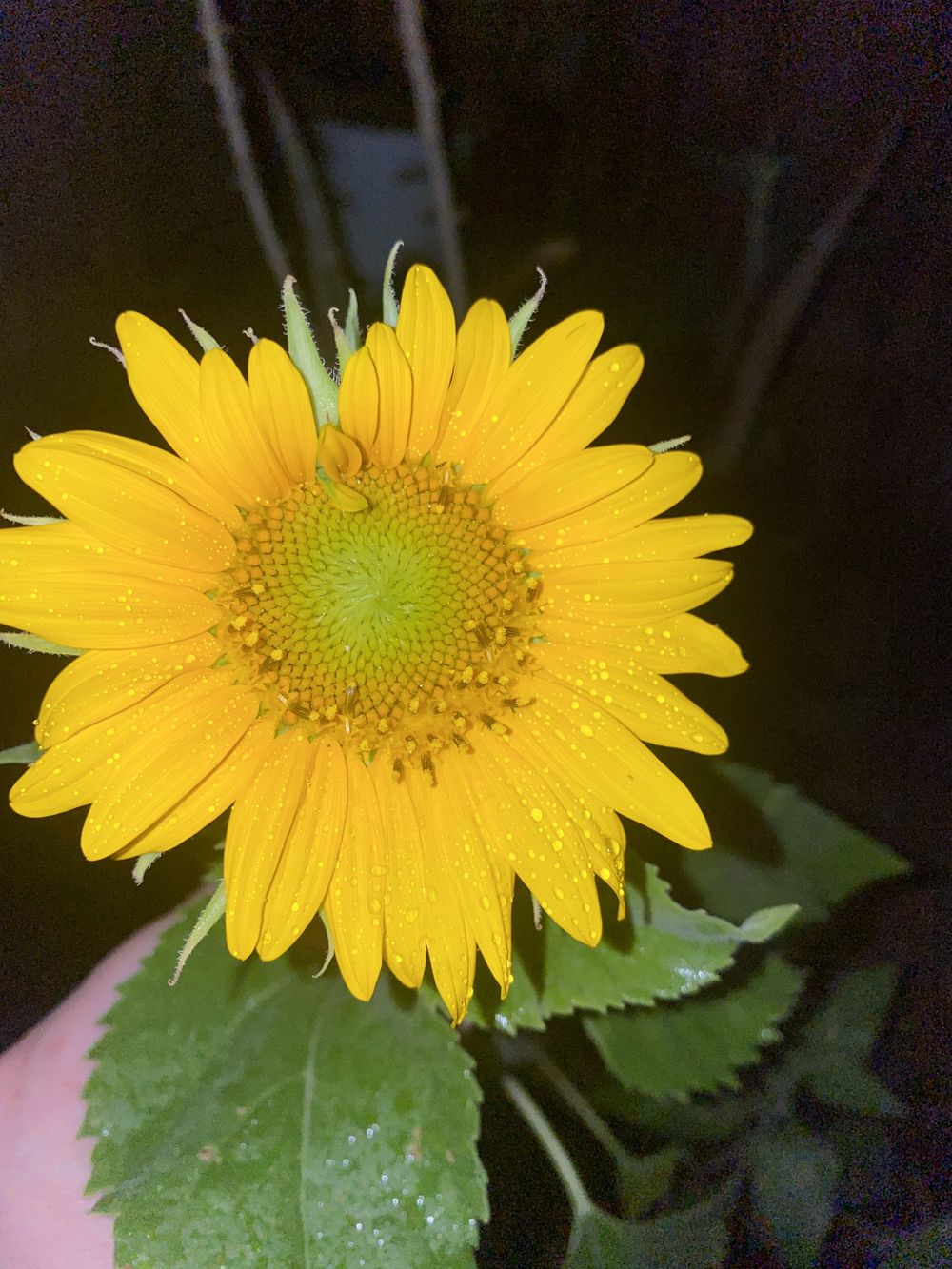 sunflowerladii OnlyFans profile picture