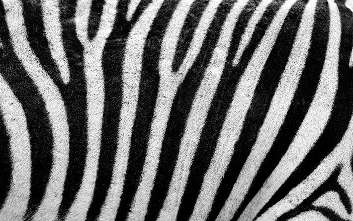 franzebra OnlyFans profile picture