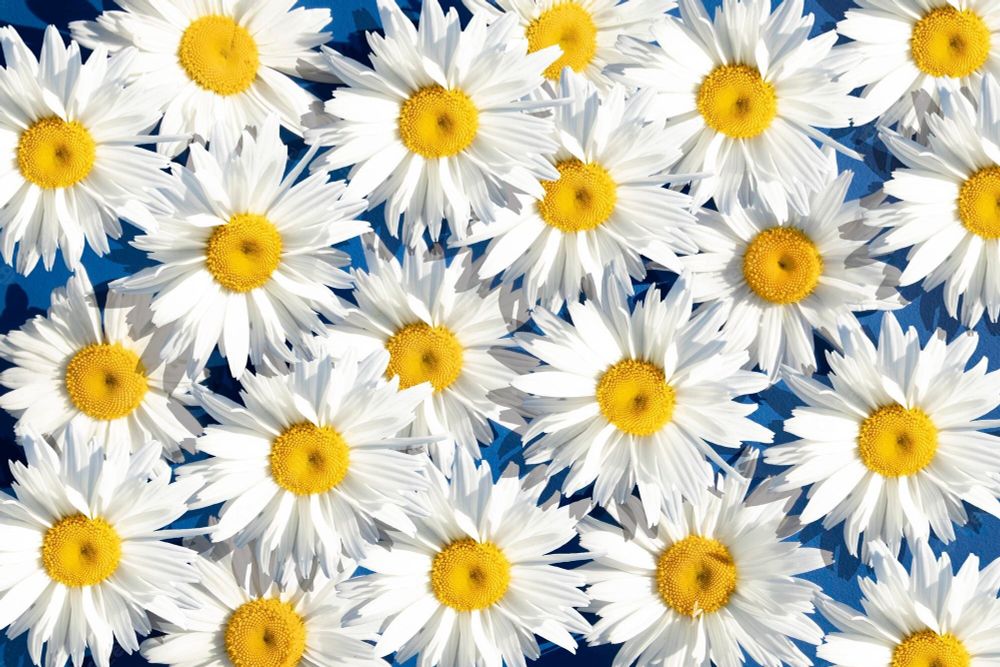 daisy_flowers OnlyFans profile picture