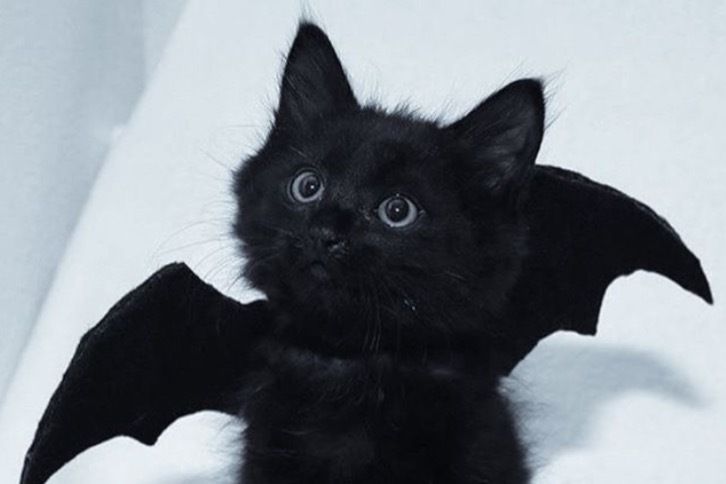 babyxcat OnlyFans profile picture