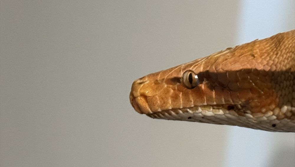 onlysnek OnlyFans profile picture
