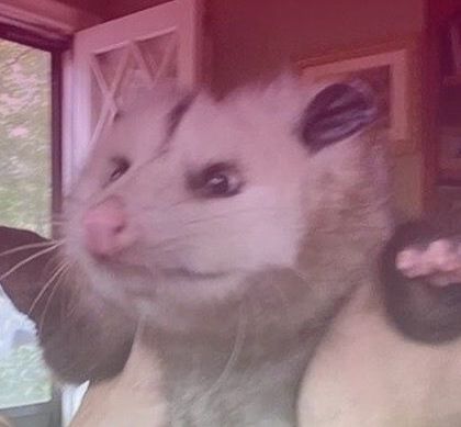frogged_up_possum OnlyFans picture