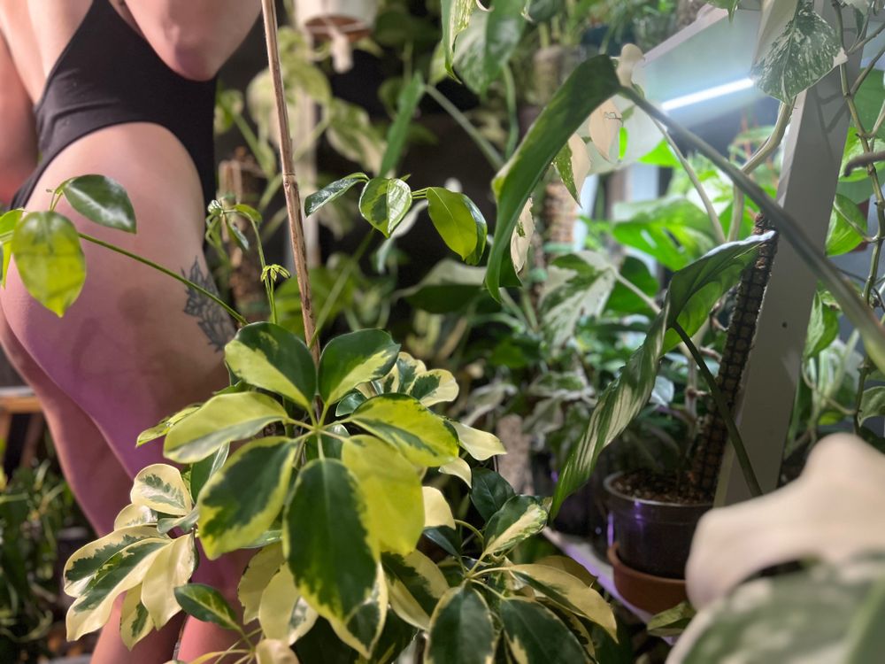 plantfeetpics OnlyFans profile picture