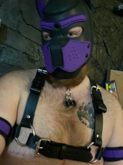 pax_the_pup OnlyFans picture