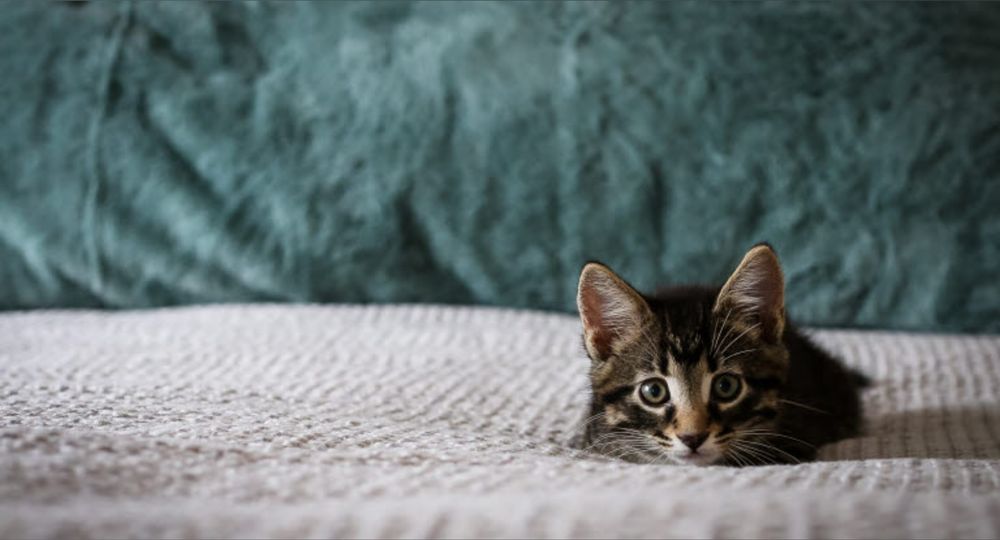 whitycat OnlyFans profile picture