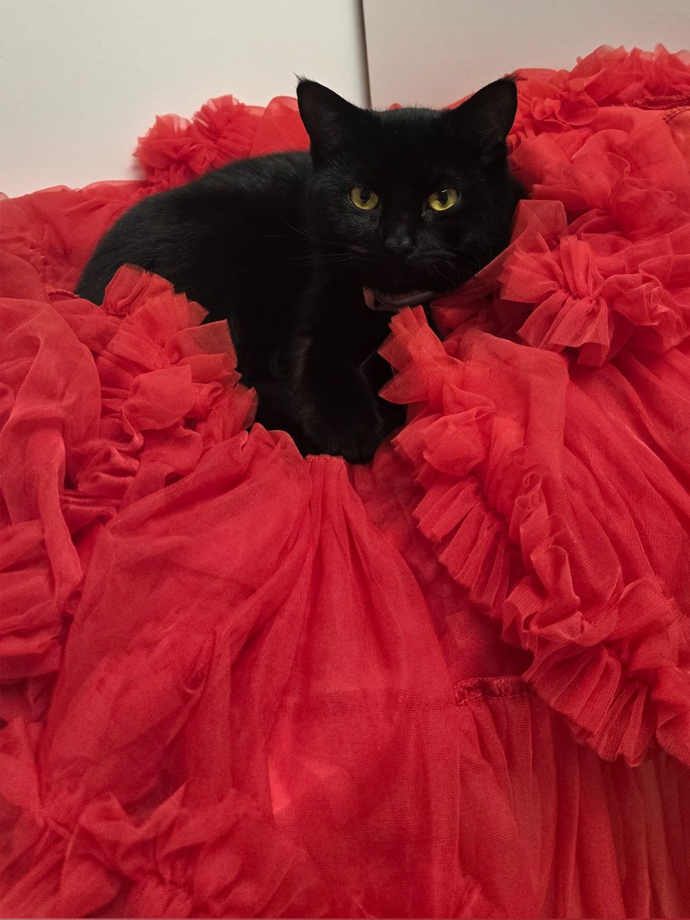 catandcream OnlyFans profile picture