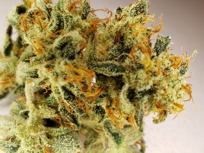 growcannabis OnlyFans picture