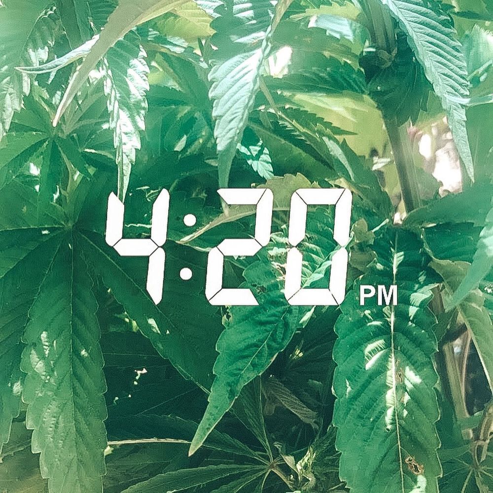 xo420honey OnlyFans profile picture