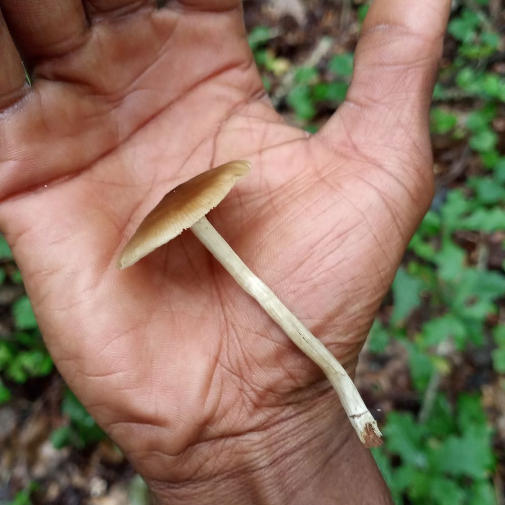 bushmanatl OnlyFans profile picture