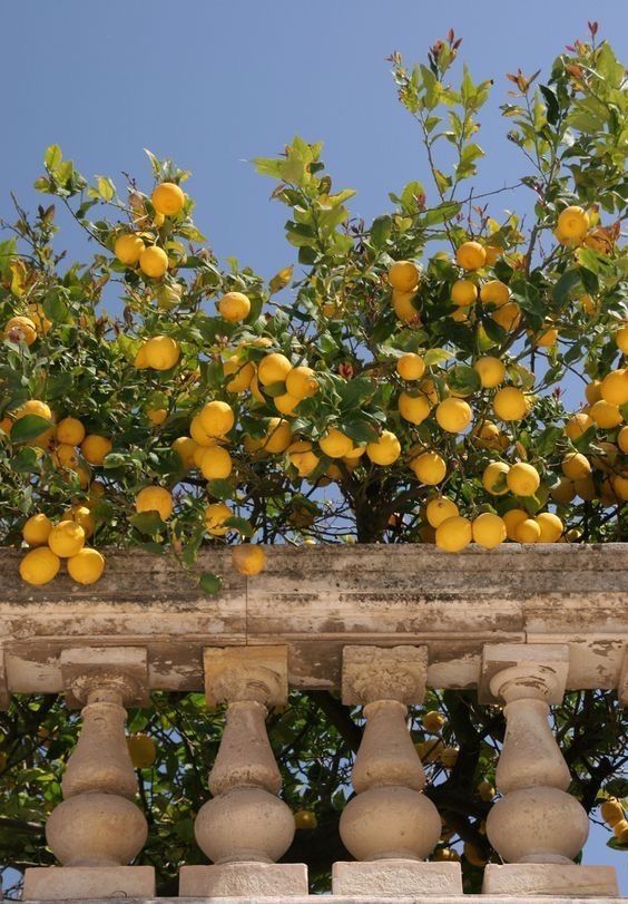 lahrenlemons OnlyFans profile picture