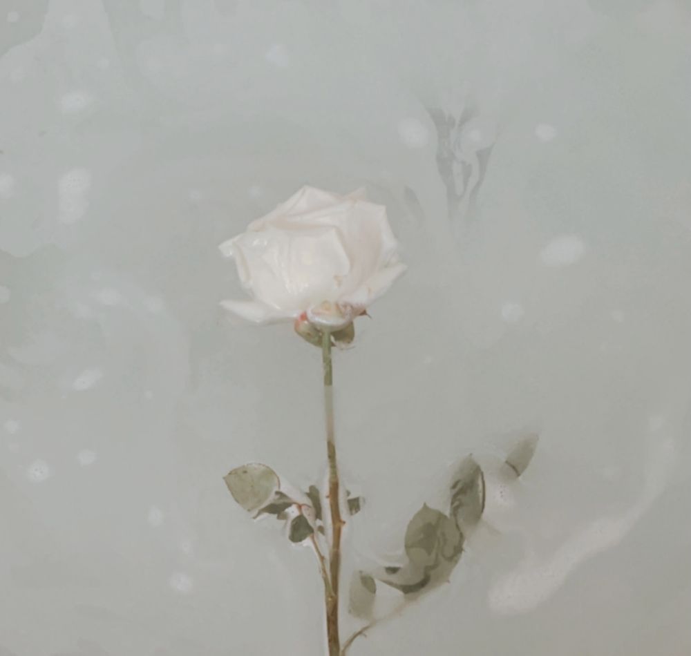sofiadeflores OnlyFans profile picture