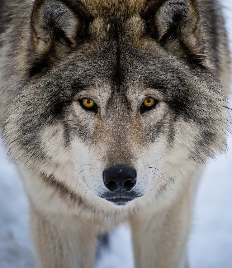 wolfeking OnlyFans profile picture