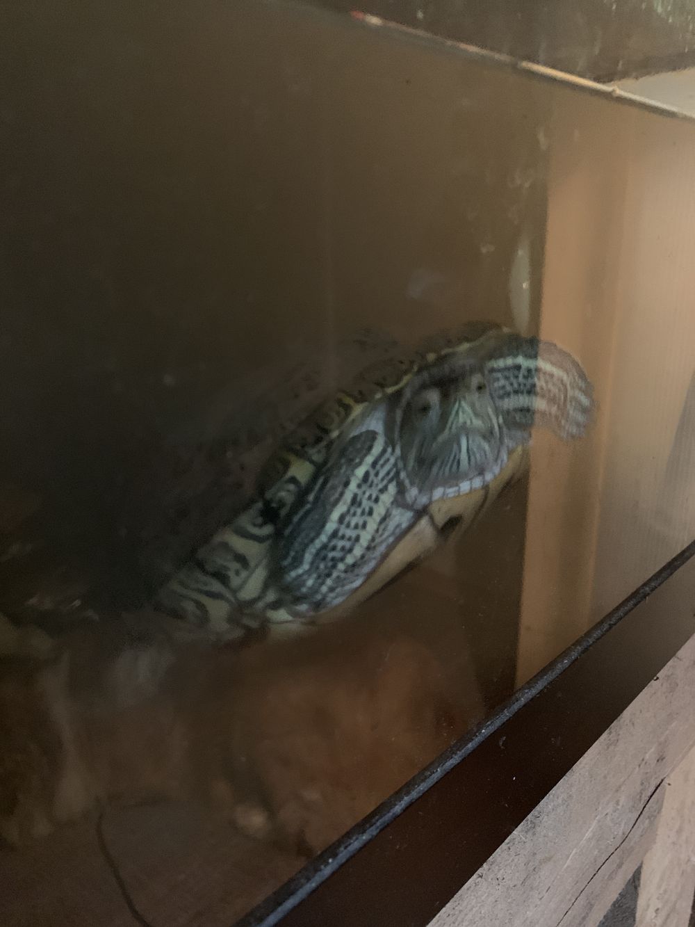 turtlenamedmertle OnlyFans profile picture