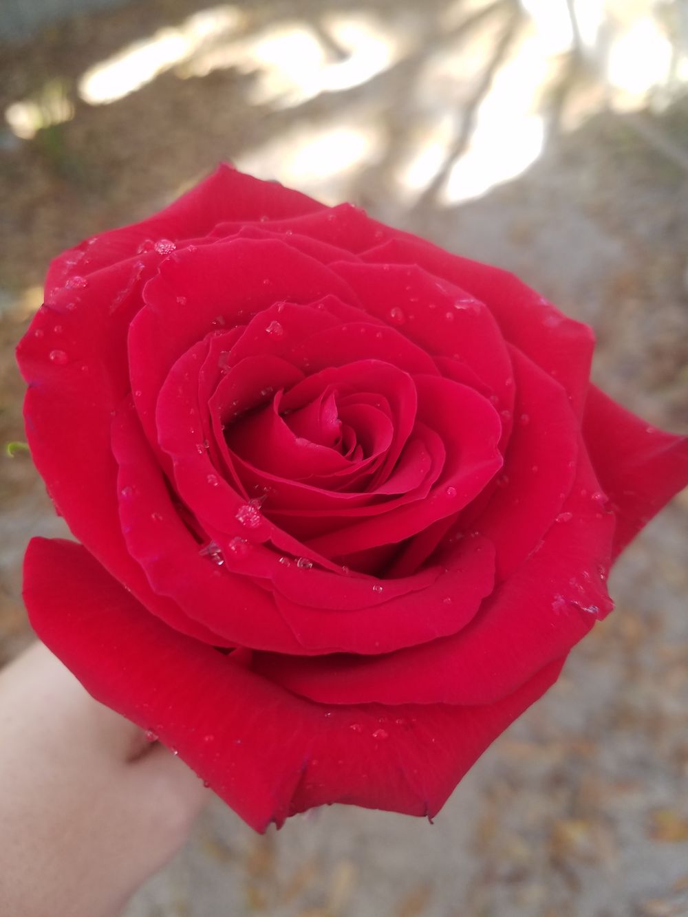 adorkableness OnlyFans profile picture