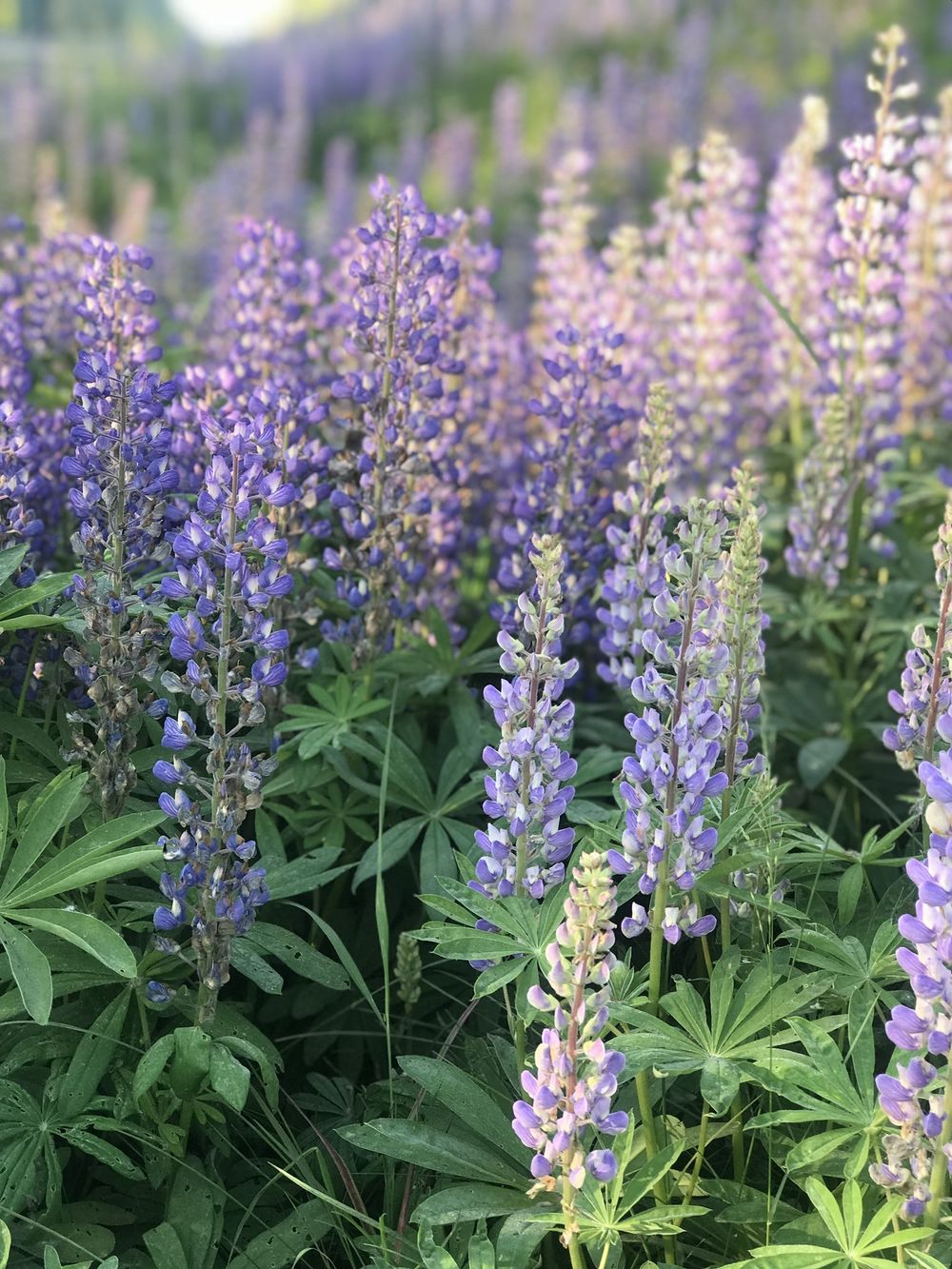 fieldsoflupine OnlyFans profile picture