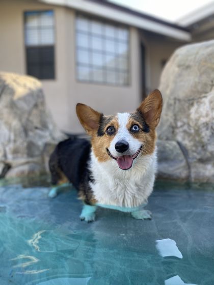kona.the.corgi OnlyFans picture