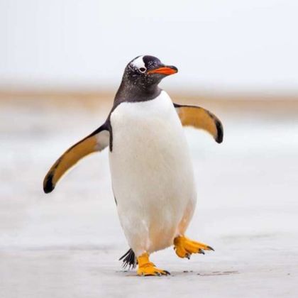 mcpenguen OnlyFans picture