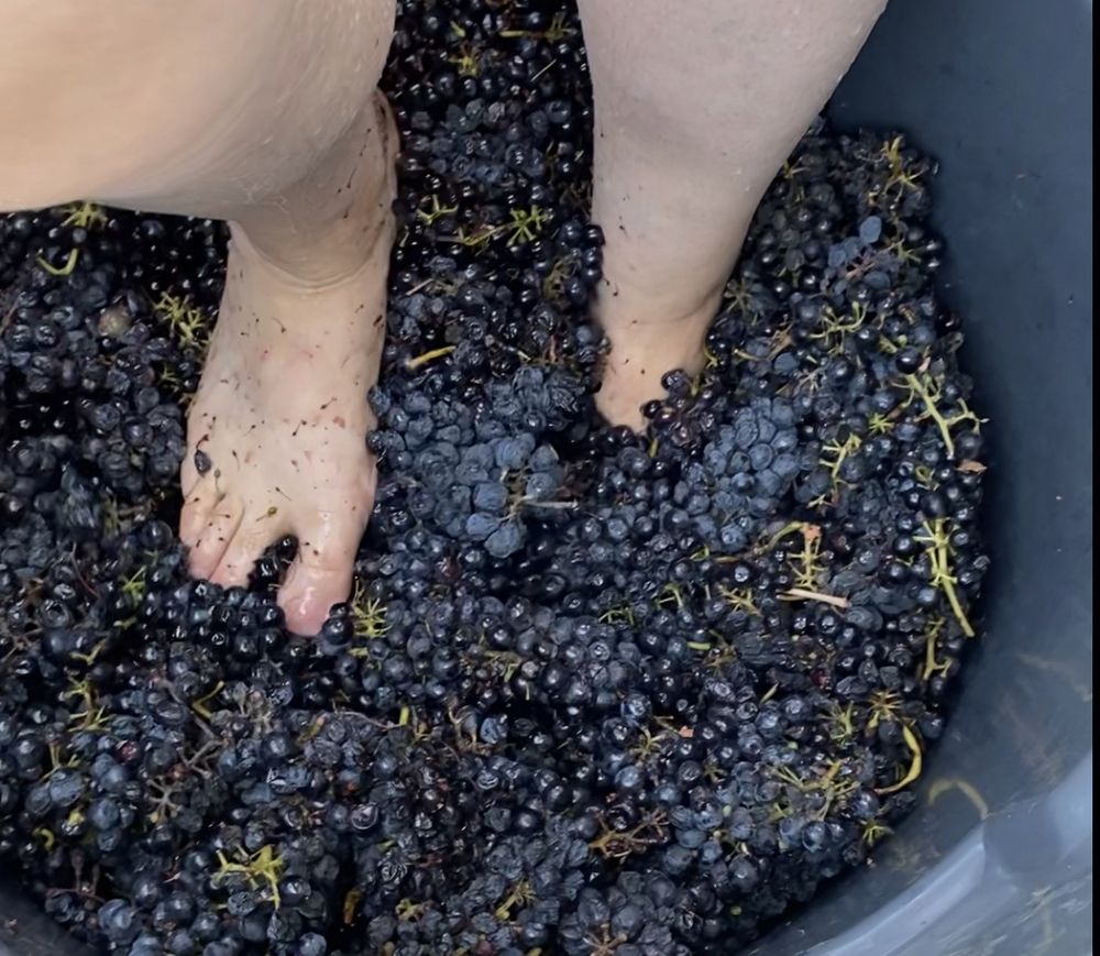 thewinemakersfeet OnlyFans profile picture