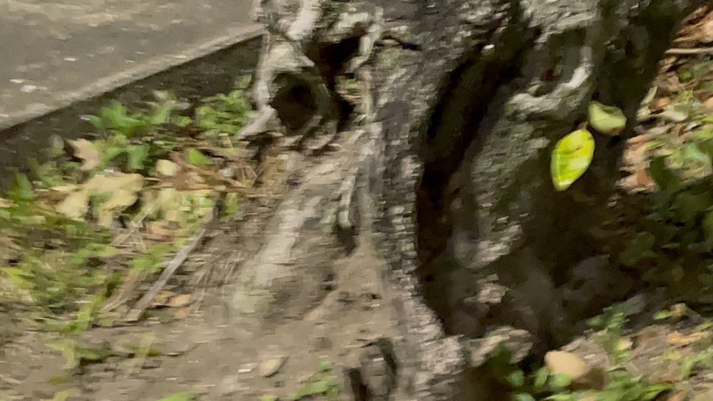 theladyx OnlyFans profile picture