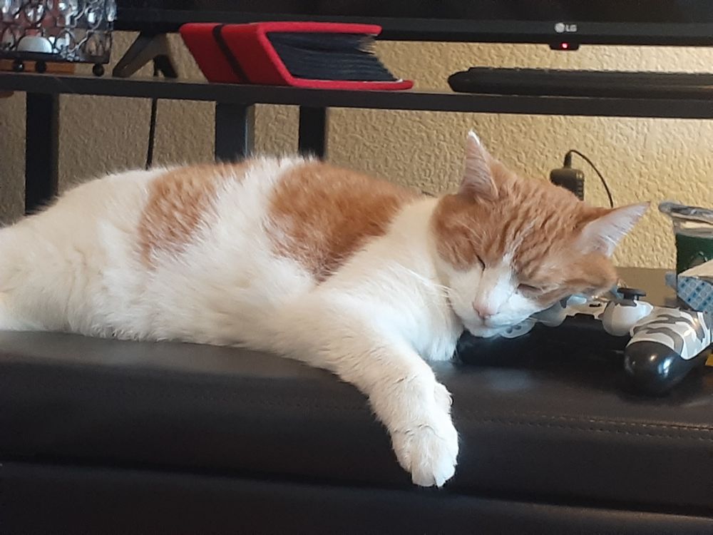 tofukitty OnlyFans Free Trial Photos Socials