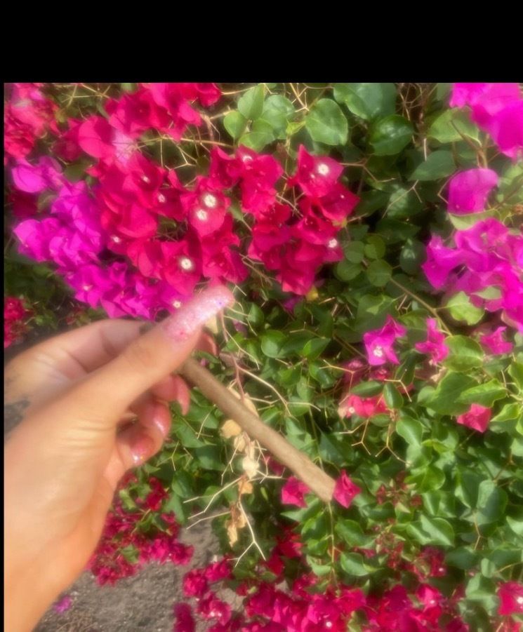 ariyanizxgiabella OnlyFans profile picture