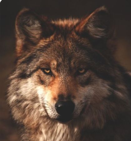 daddywolf.616 OnlyFans picture