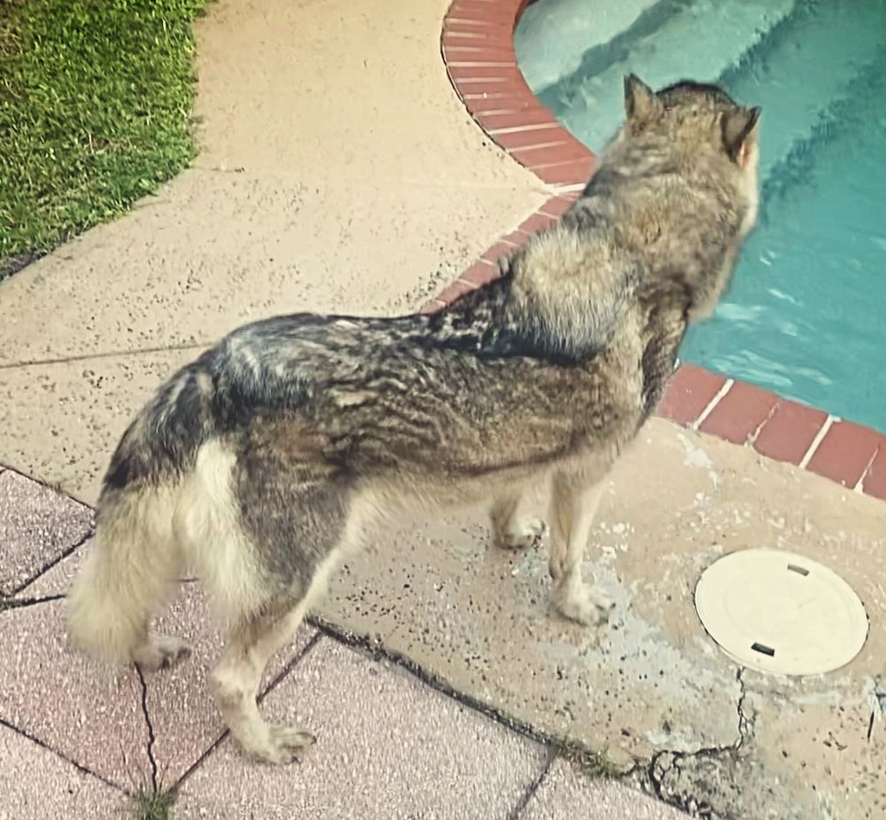 el_lobo19 OnlyFans profile picture