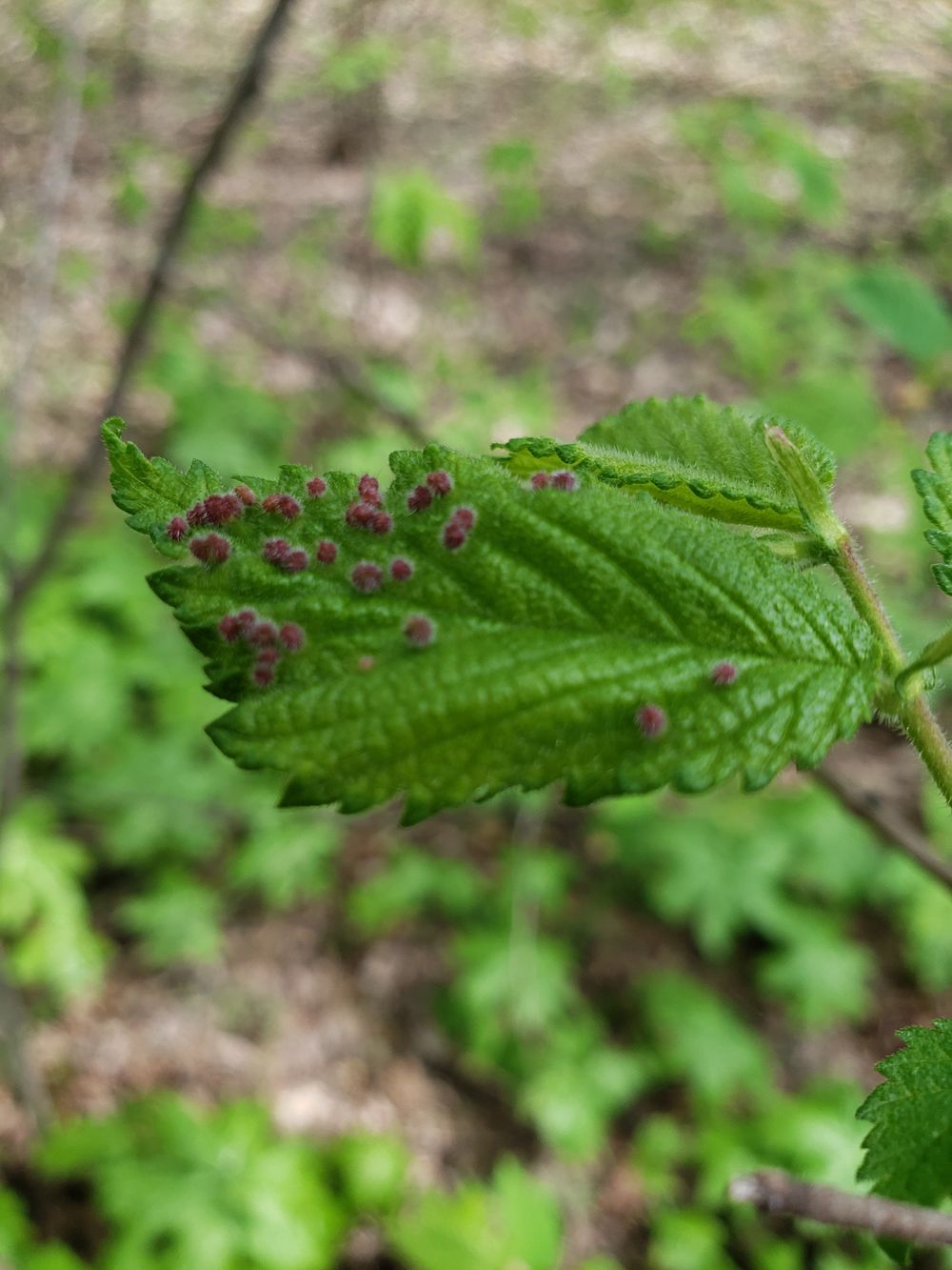 fallengrace0707 OnlyFans profile picture