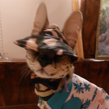 Kita