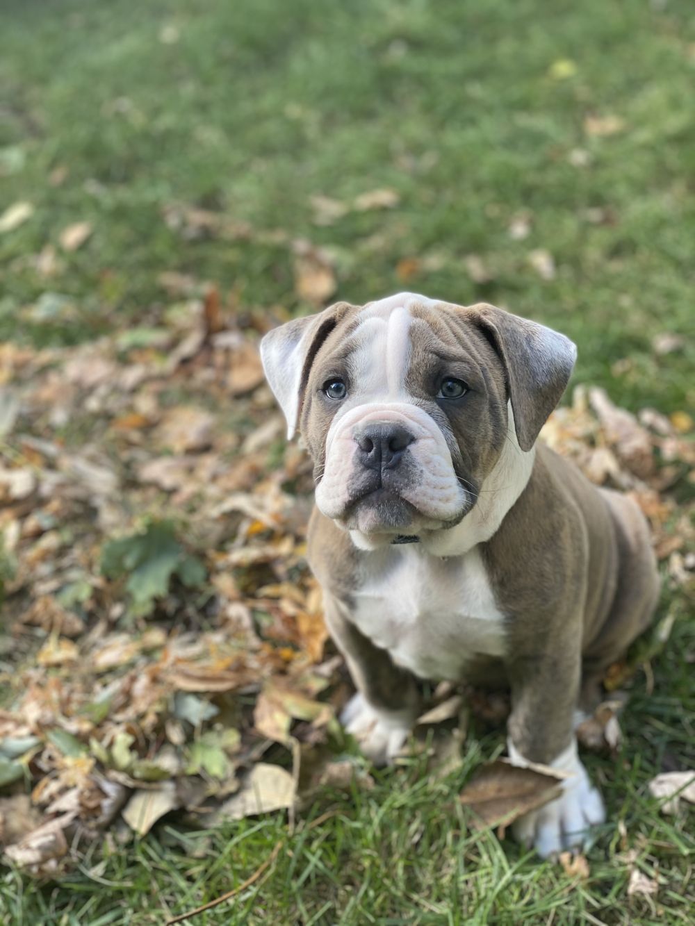 blutothebully OnlyFans profile picture