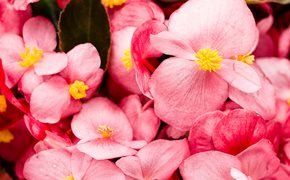 sweetbegonia OnlyFans profile picture
