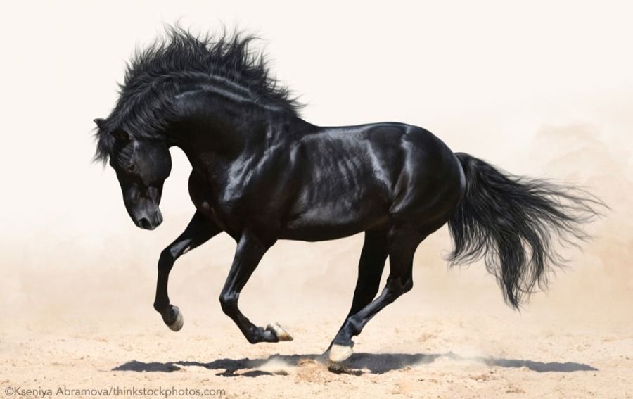 geministallion11 OnlyFans profile picture