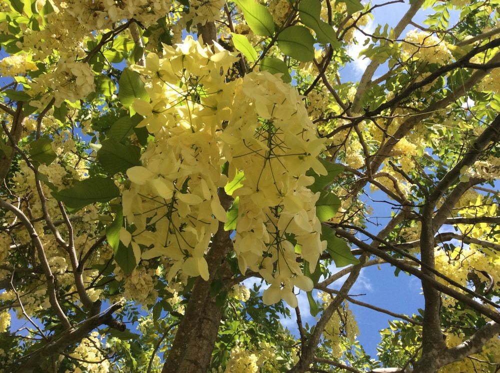 rose_marie OnlyFans - Free Trial - XXX Photos | FansMetrics.com