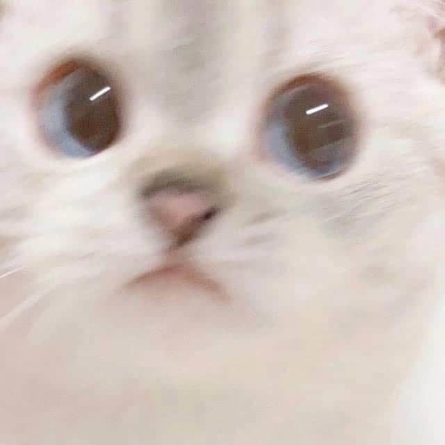 bravocabbage OnlyFans profile picture