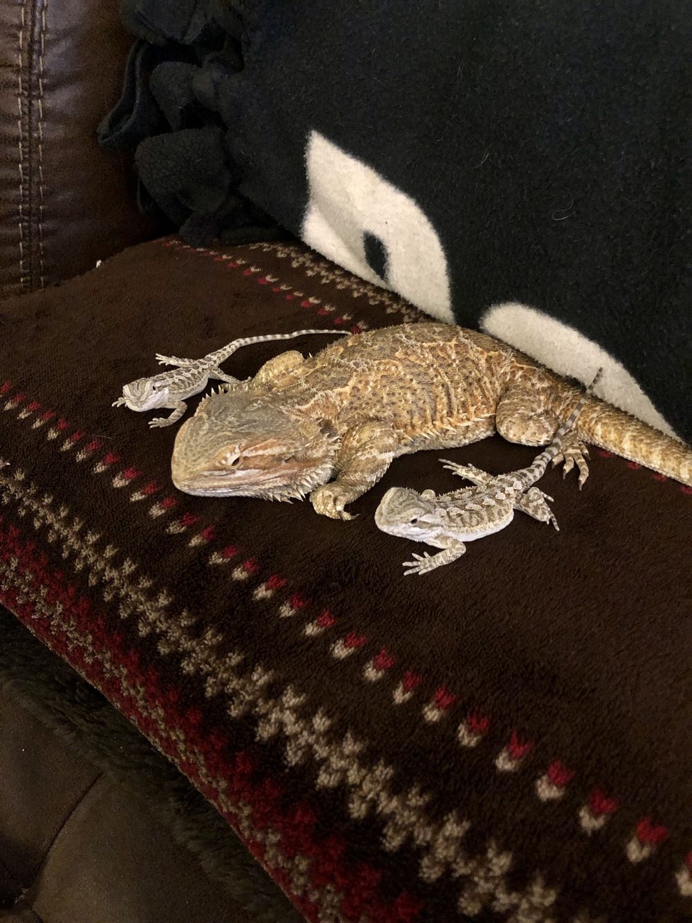 dirtydragonqueen OnlyFans profile picture