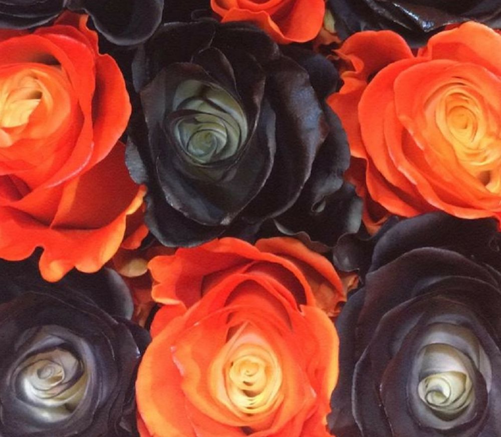 halloweenrose OnlyFans profile picture