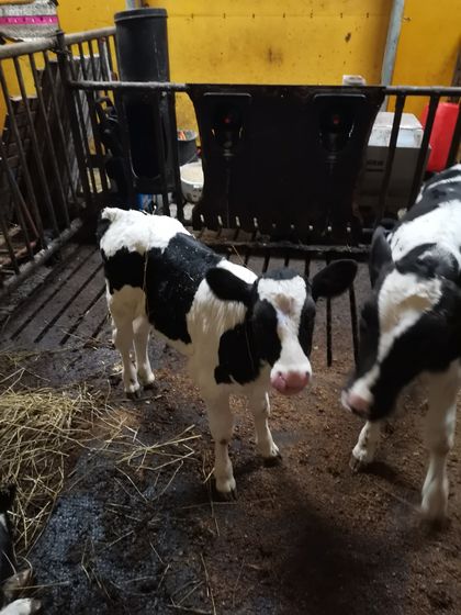 finnishfarmer OnlyFans picture