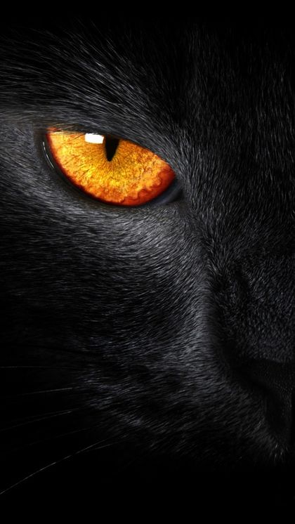 blackpanther4 OnlyFans picture