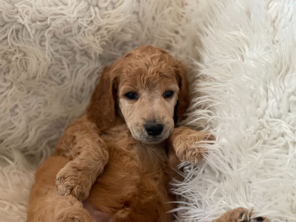 goldilockspoodles OnlyFans profile picture
