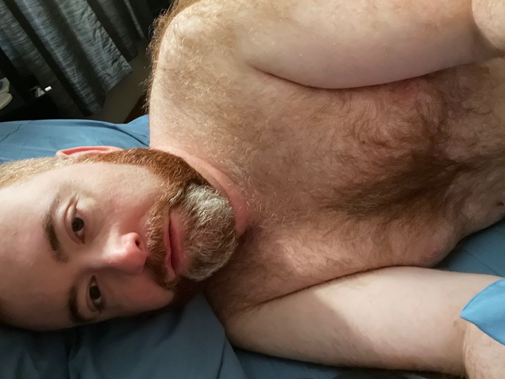 gingerbearchi OnlyFans profile picture