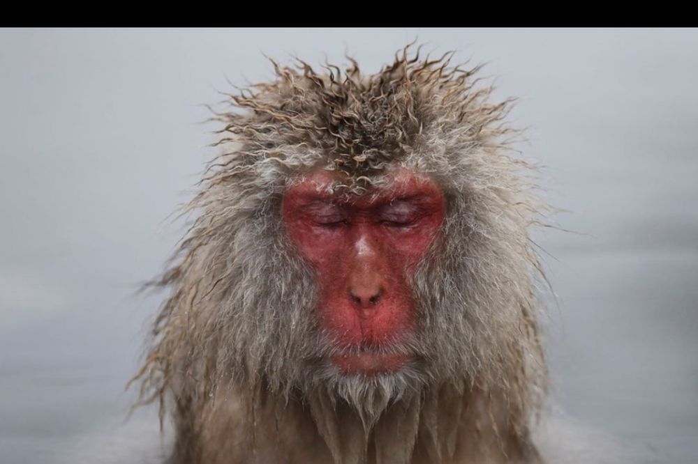 tedmacaque OnlyFans profile picture