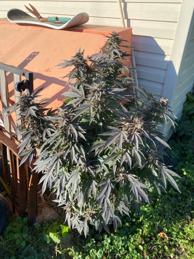 bbyliza420 OnlyFans profile picture
