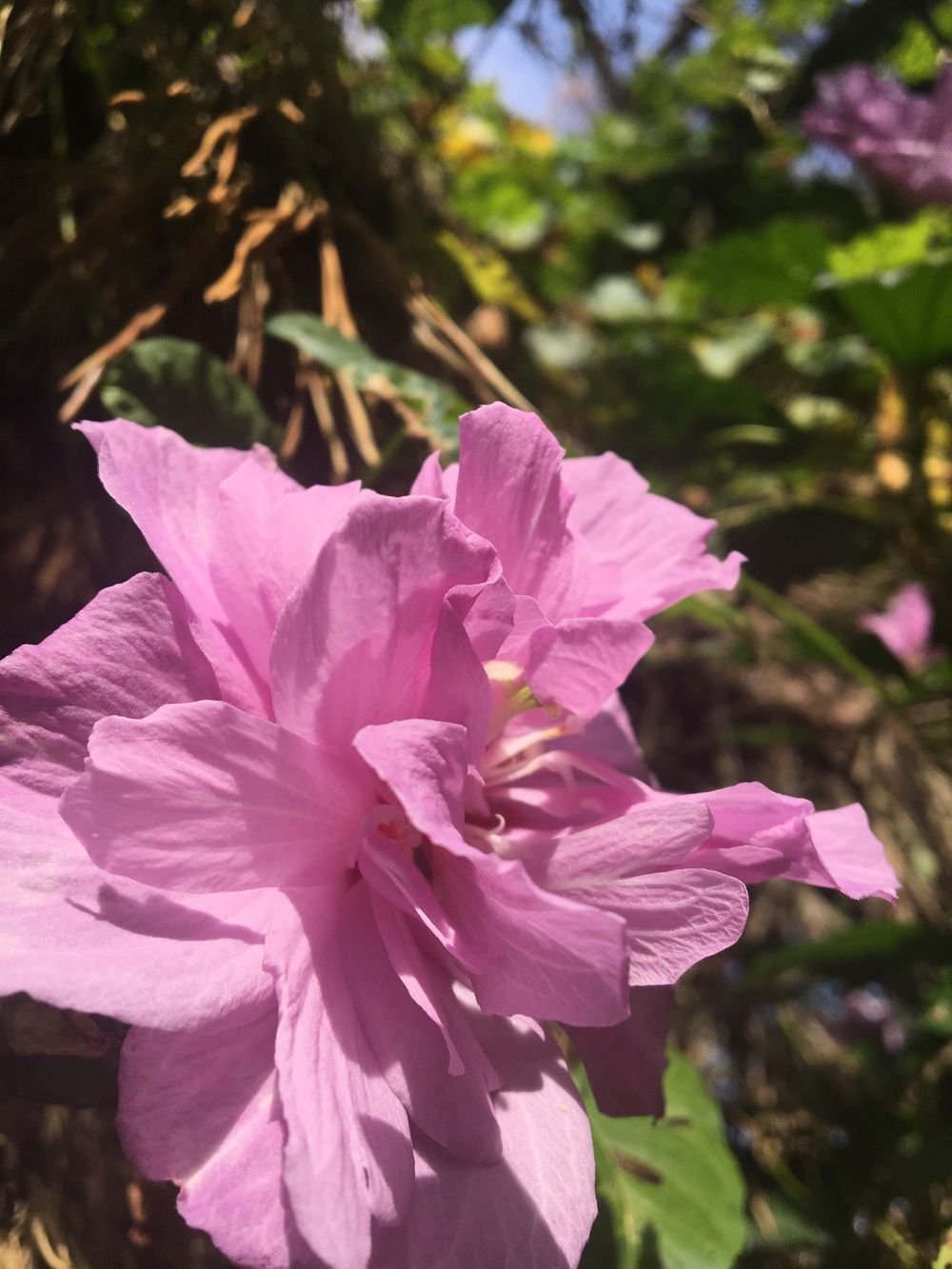kcflower OnlyFans profile picture