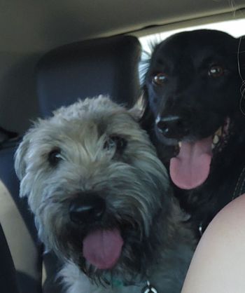 Adventures of Chewbacca and Lucifer