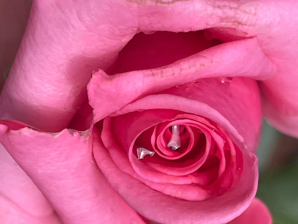 annecurvelicious OnlyFans profile picture